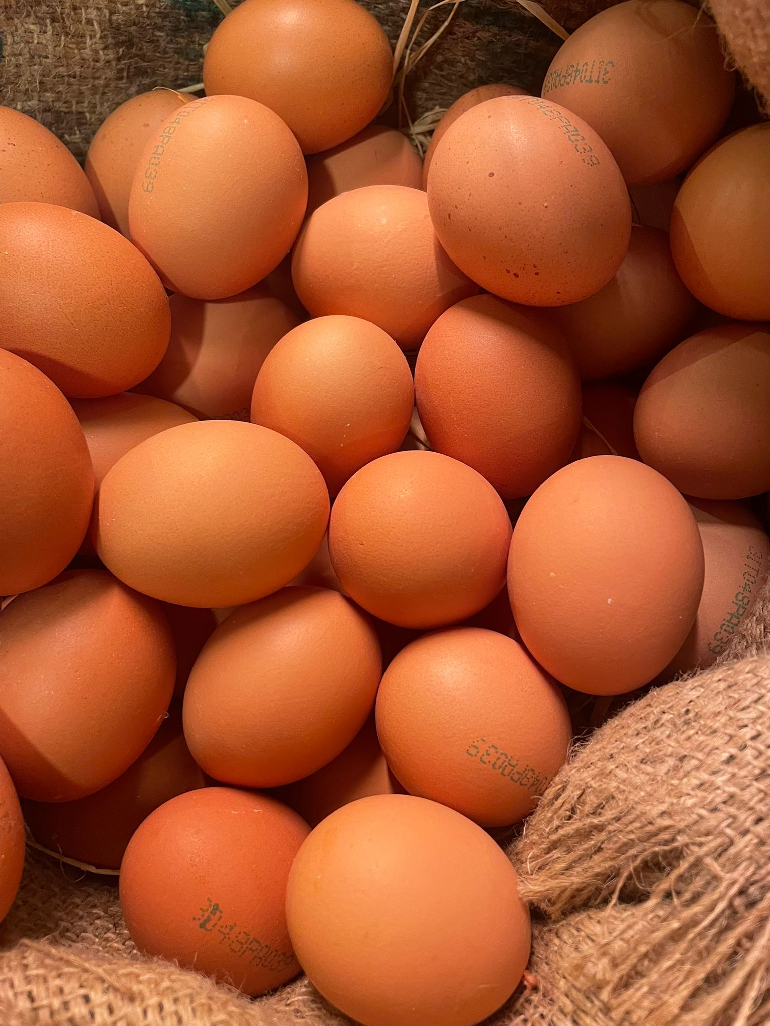 Uova fresche